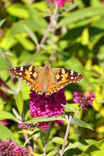 Thistle butterfly (Vanessa cardui) on a Buddleja davidii flower, Wilnsdorf, North Rhine-Westphalia,
