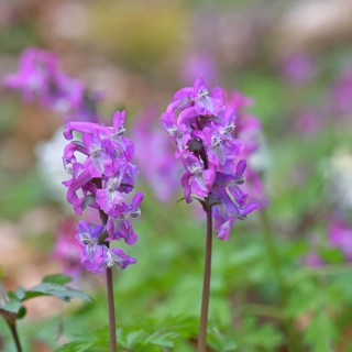 Hollow larkspur (Corydalis cava), inflorescence in a beech forest, spring, Wilnsdorf, North