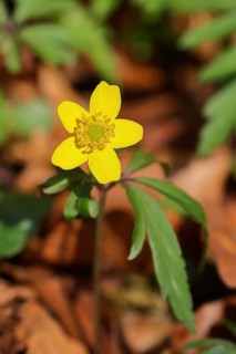 Yellow Anemone, Anemone ranunculoides, Yellow Wood Anemone, Anemone ranunculoides, in a beech