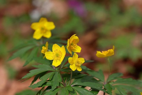 Yellow Anemone, Anemone ranunculoides, Yellow Wood Anemone, Anemone ranunculoides, in a beech