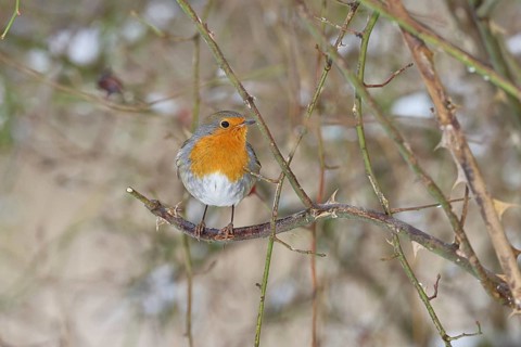 Robin (Erithacus rubecula), on a twig in the branches of a dog rose (Rosa canina), Wilnsdorf, North