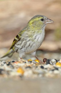 Siskin (Carduelis spinus), female at a winter feeder in the garden, mossy ground, Wilnsdorf, North