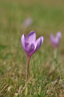 Autumn crocus (Colchicum autumnale), half-opened flowers in a meadow, endangered, protected