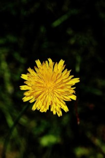 Hieracium lachenalii (Picris hieracioides), hawkweed bittercress, yellow flower on a rough meadow,