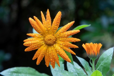 Dewdrops on marigold (calendula), Sieversen, Rosengarten, Lower Saxony, Germany
