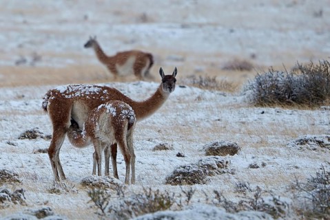 Guanacos (Llama guanicoe) in the snow, female suckling her young, Torres del Paine National Park,