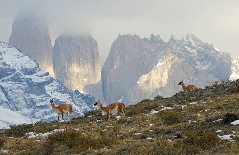 Guanacos (Llama guanicoe), Torres del Paine National Park, Patagonia, Chile, South America