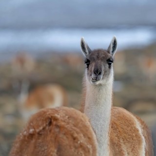 Guanaco (Llama guanicoe), Torres del Paine National Park, Patagonia, Chile, South America
