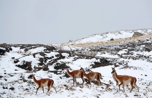Guanacos (Llama guanicoe) in the snow, Torres del Paine National Park, Patagonia, Chile, South