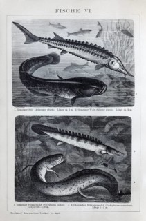 Plate Freshwater fish, sturgeon (Acipenser sturio), river catfish (Silurus glanis), Nile tilefish