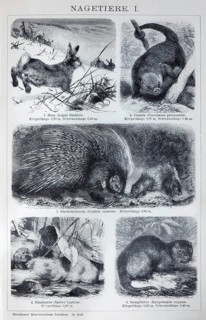 Plate rodents, hare (Lepus timidus), coandu (Coendu prehensilis), porcupine (Hystrix cristata),