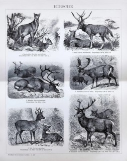 Plate Deer, Musk deer (Moschus moschiferus), Milu (Cervus Davidianus), Reindeer (Cervus tarandus),