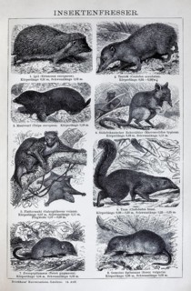 Plate insectivore, hedgehog (Erinaceus europaeus), mole (Talpa europaeus), shrew (Sorex vulgaris),