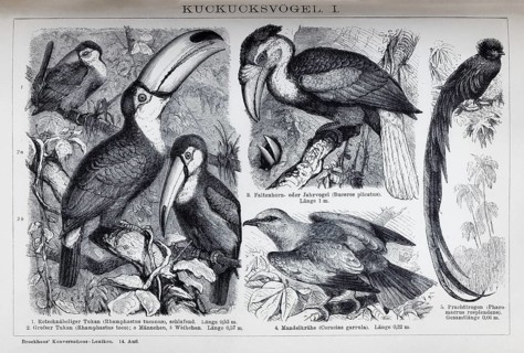 Plate Cuckoo birds, toucan (Rhamphastus tucanus), historical book illustration, wood engraving