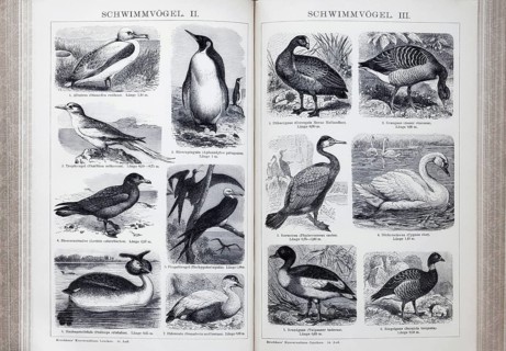 Encyclopaedia page with illustrated plate of swimming birds, albatross (Diomedea exulans), grey