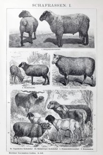 Sheep breeds, Hampshire Down, Heidschnucke moorland sheep, Dishley sheep, Zackelschaf,