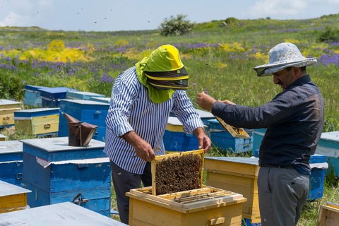 Two beekeepers inspect honeycombs amidst colourful beehives in a flowering meadow, beekeeper, near
