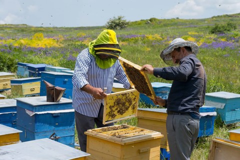 Beekeepers examine a honeycomb in a meadow with colourful beehives surrounded by flowers,