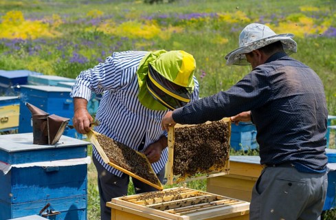 Two beekeepers look at a honeycomb in a colourful flower meadow with yellow and blue beehives,