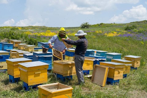Two beekeepers working on beehives in a green, blooming meadow under a sunny sky, beekeeper, near