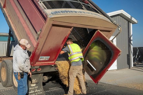 Inwood, Iowa - Newly-harvested corn is unloaded at Cooperative Farmers Elevator (CFE). The corn