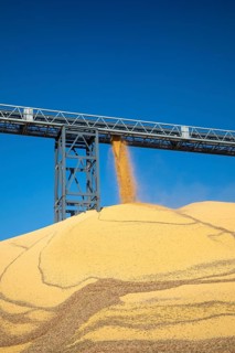 Inwood, Iowa - Newly-harvested corn is piled up at Cooperative Farmers Elevator (CFE). The pile