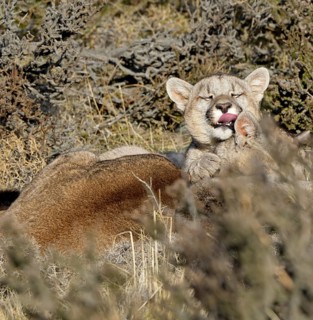 Cougar (Cougar concolor) female with young, Torres del Paine National Park, Chile, South America