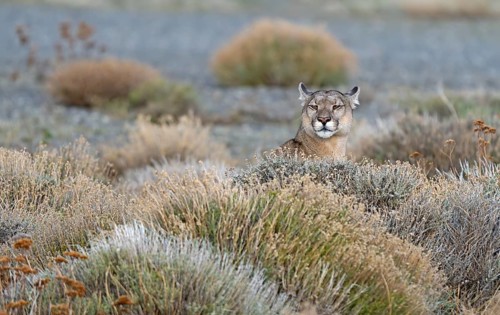 Cougar (Cougar concolor) female, Torres del Paine National Park, Chile, South America