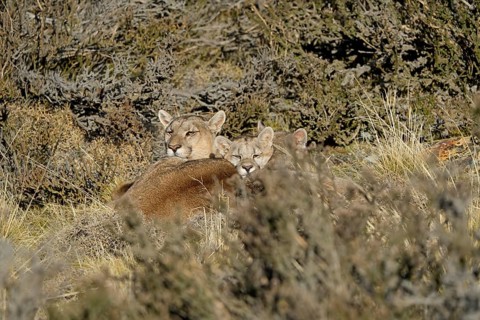Cougar (Cougar concolor) female with young, Torres del Paine National Park, Chile, South America