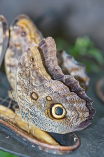 Magnificent Owl butterfly (Caligoeurilochus sulanus), Costa Rica, Central America