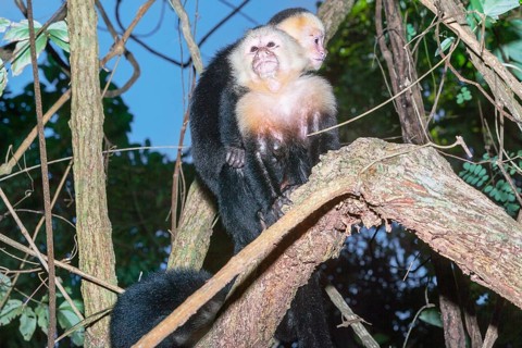 White-faced capuchin monkey (Cebus capucinus) carries her young on her back, Manuel Antonio