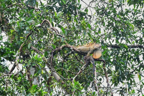 Green Iguana (Iguana Iguana) in rainforest, Sarapiqui, Costa Rica, Central America