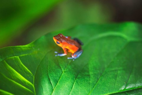 Blue jeans dart frog (Dendrobates pumilio) on leaf, Sarapiqui, Costa Rica, Central America
