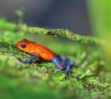 Blue jeans dart frog (Dendrobates pumilio) climbing twig, Costa Rica, Central America