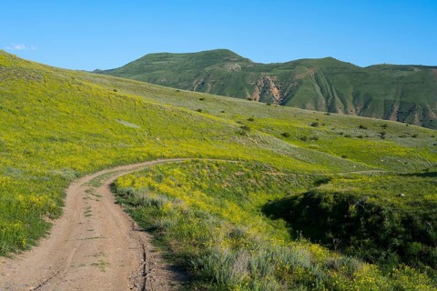 A winding road leads through rolling green hills under a clear blue sky, lined with yellowish