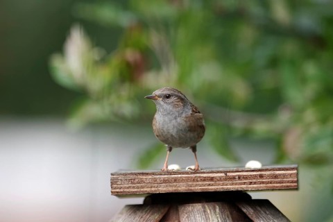 Dunnock (Prunella modularis), close-up, garden, autumn, Germany