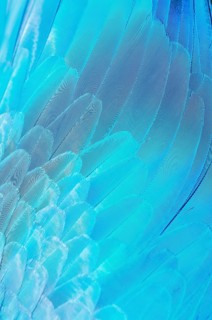 Feathers of a blue and gold macaw (Ara ararauna), Costa Rica, Central America