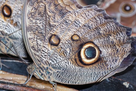 Magnificent Owls (Caligoeurilochus sulanus), Costa Rica