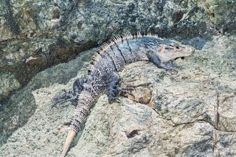Black spiny tailed Iguana (Ctenosaur similis) crawling, Manuel Antonio National Park, Puntarenas