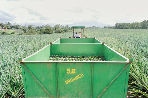 Man driving truck with harvested organic pineapples, Costa Rica, Central America