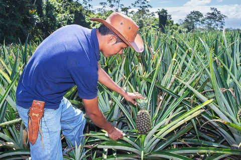 Farmer cuttting pineapple, Sarapiqui, Costa Rica, Central America