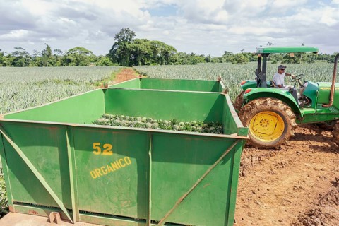 Man moving container loaded with harvested organic pineapples, Costa Rica, Central America