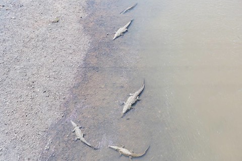 American Crocodiles (Crocodylus acutus) bathing, Tarcoles river, Jaco, Costa Rica
