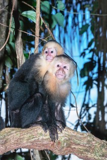 White-faced capuchin monkey (Cebus capucinus) carries her young on her back, Manuel Antonio