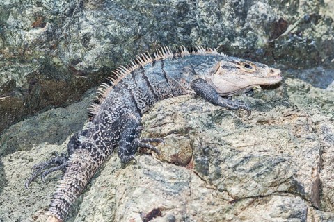 Black spiny tailed Iguana (Ctenosaur similis) crawling, Manuel Antonio National Park, Puntarenas