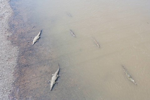 American Crocodiles (Crocodylus acutus) bathing, Tarcoles river, Jaco, Costa Rica
