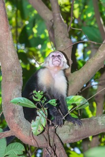 White-faced capuchin monkey (Cebus capucinus) in rainforest, Manuel Antonio National Park,