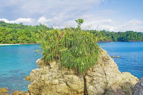 Flowers and plants growing over a rock Manuel Antonio National Park, Quepos, Costa Rica