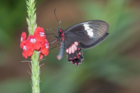 Doris Butterfly (Heliconius doris) on flower, Costa Rica, Central America