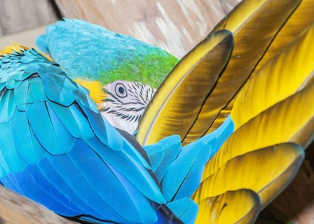Blue and Gold Macaw (Ara ararauna), Costa Rica, Central America